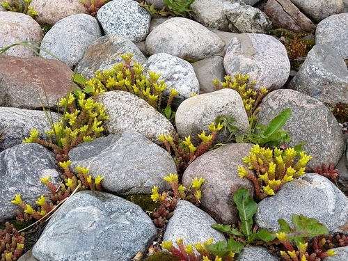 Sedum acre