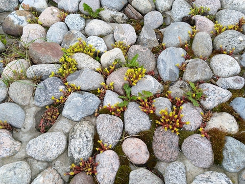Sedum acre