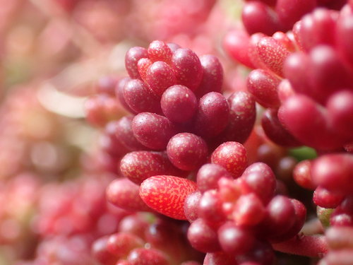 Sedum album