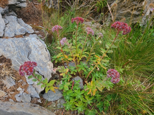 Sedum anacampseros