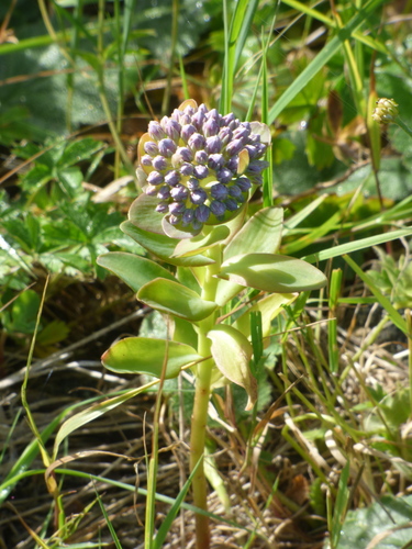 Sedum anacampseros