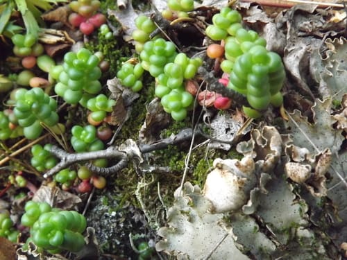Sedum divergens