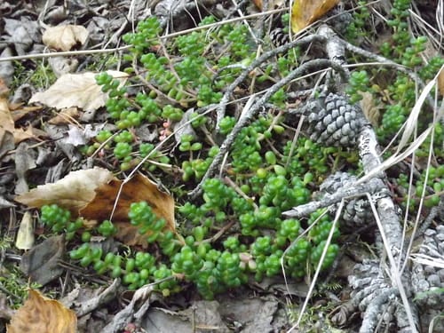 Sedum divergens