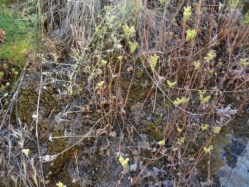 Sedum forsterianum