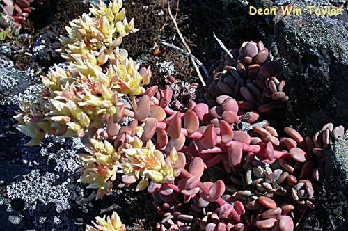 Sedum laxum
