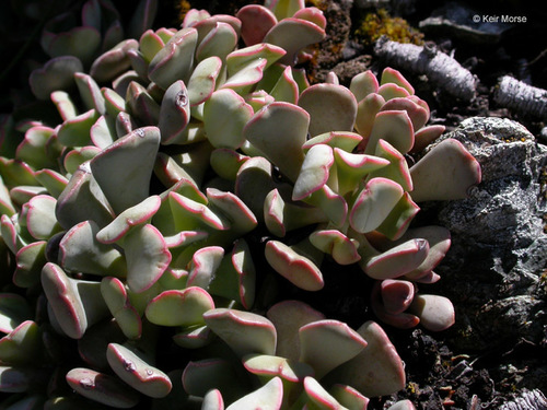 Sedum laxum