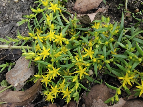 Sedum lineare