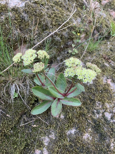 Sedum maximum