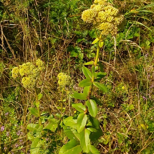 Sedum maximum
