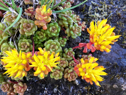 Sedum oreganum