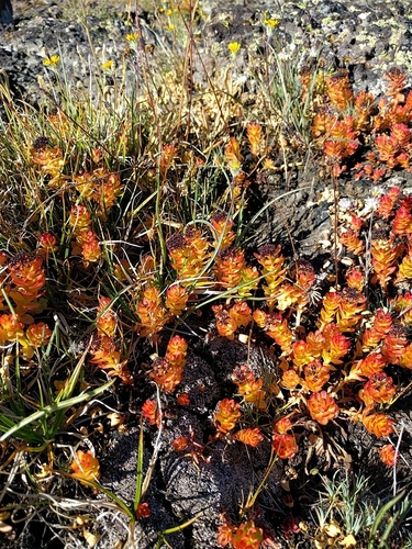 Sedum roseum