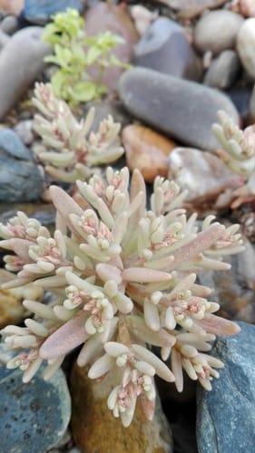 Sedum rubens