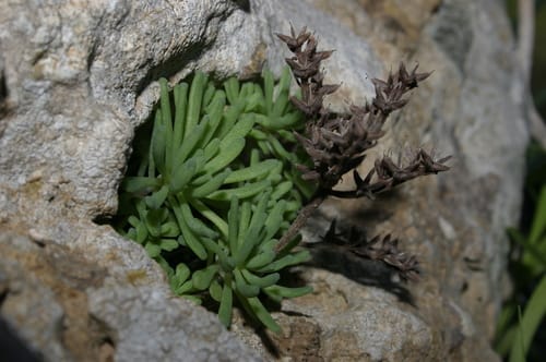 Sedum rubens