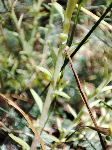 Sedum rupestre
