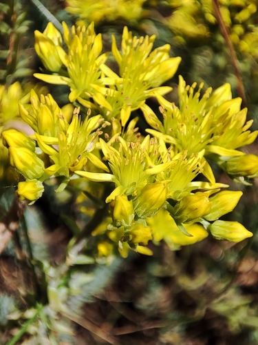 Sedum rupestre