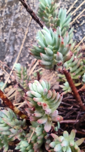 Sedum sediforme