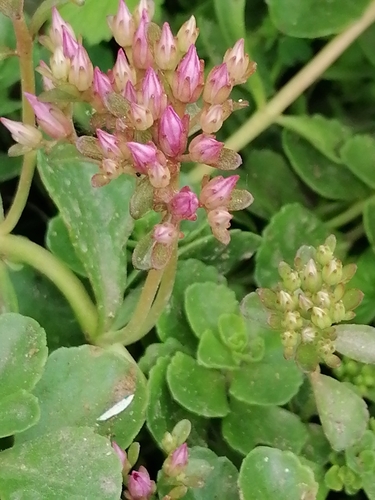 Sedum spurium