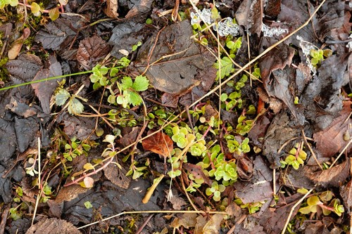 Sedum stoloniferum