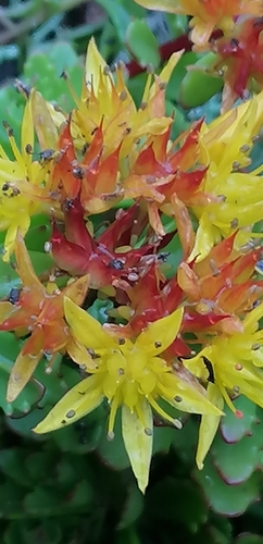 Sedum takesimense