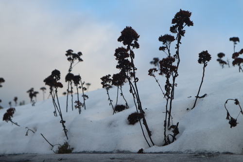 Sedum telephium