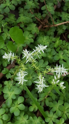 Sedum ternatum