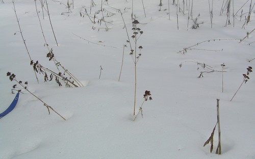 Sedum verticillatum