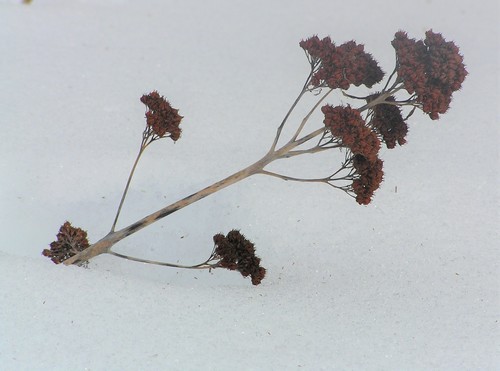 Sedum verticillatum