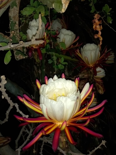 Selenicereus ocamponis