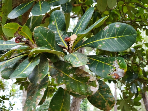 Semecarpus atra