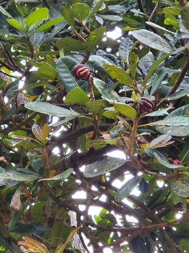 Semecarpus atra