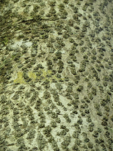 Semecarpus australiensis