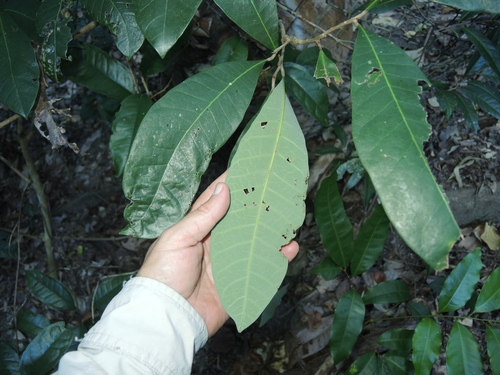Semecarpus australiensis
