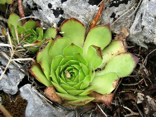 Sempervivum marmoreum
