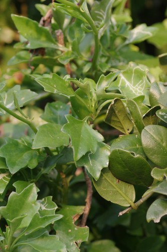 Senecio angulatus