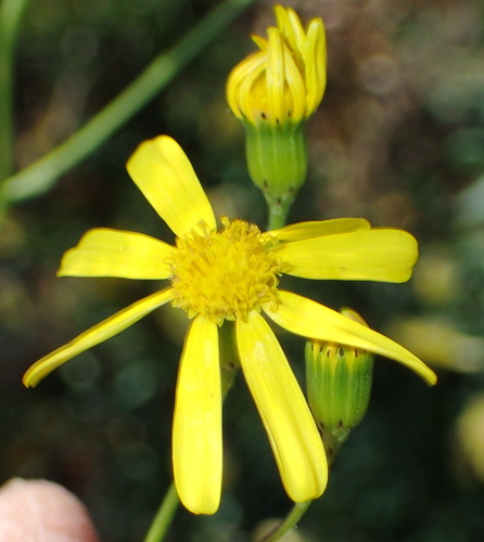 Senecio burchellii