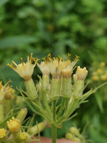 Senecio cacaliaster