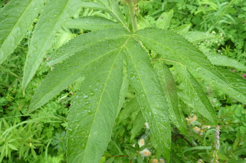 Senecio cannabifolius