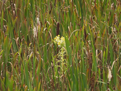 Senecio congestus