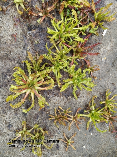 Senecio congestus