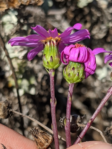 Senecio elegans