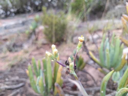 Senecio ficoides