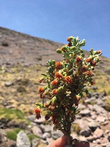 Senecio graveolens