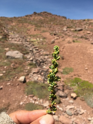 Senecio graveolens