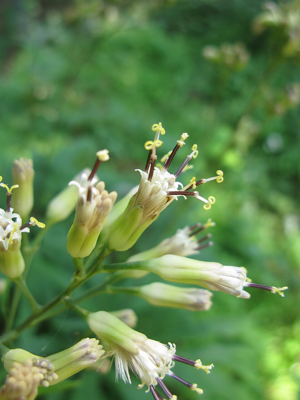 Senecio krameri
