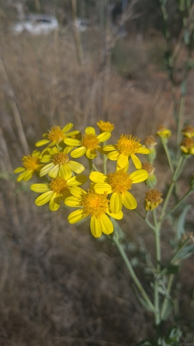 Senecio magnificus