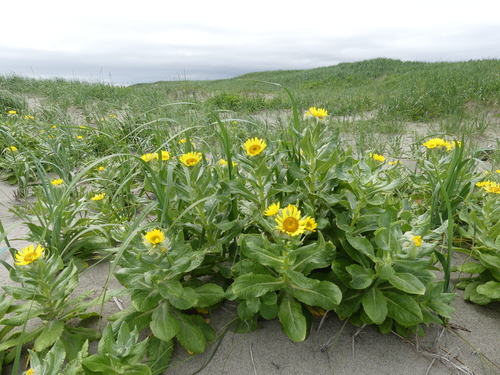Senecio pseudoarnica