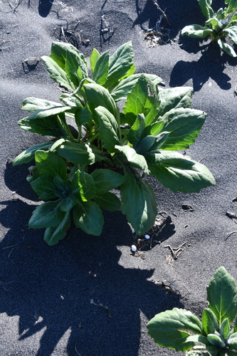 Senecio pseudoarnica