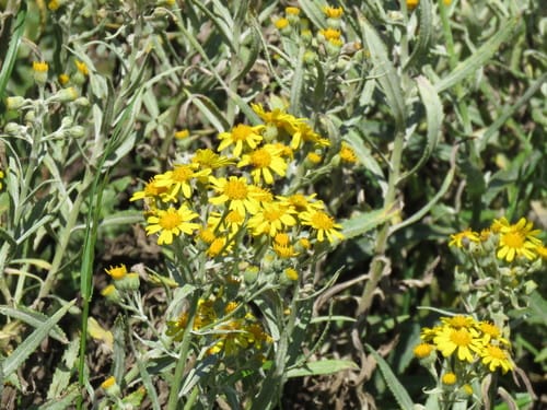 Senecio pterophorus
