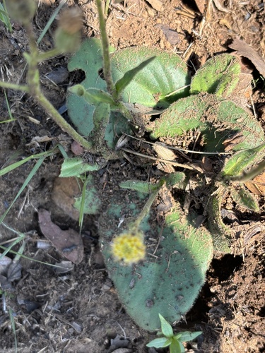 Senecio subcoriaceus