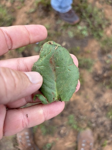 Senecio subcoriaceus